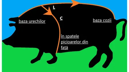 Cum calculăm greutatea unui porc, fără cântar. FORMULA de calcul pe care o putem folosi oriunde cu încredere. Ponturi pentru alegerea porcului ideal de friptură şi caltaboşi