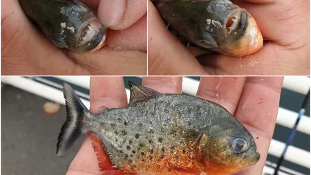 Un pescar a găsit un piranha în Crișul Repede. Garda de Mediu Bihor a declanșat o anchetă! Nimeni nu ştie cum au ajuns peştii acolo!