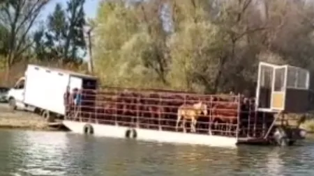 Acuzaţii grave: cai sălbatici din Delta Dunării trimişi la abatoare de Sărbători! Animalele ar ajunge pe masa de Crăciun cu acceptul autorităţilor VIDEO