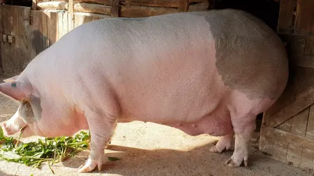 Cum arată Jardel, cel mai mare porc din România. Cât mănâncă pe zi 