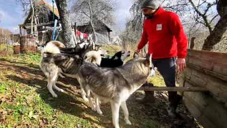 Românul care a lăsat viața la oraș pentru a trăi cu o haită de husky în munți, de dragul patrupezilor