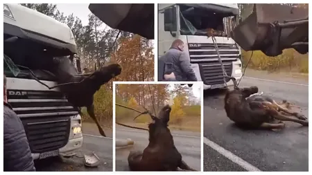 Imagini șocante! Un ren lovit de TIR a fost la un pas să omoare șoferul camionului! A fost nevoie de un excavator pentru a-l scoate din cabina șoferului!