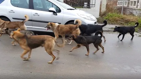 ŞOCANT O femeie a fost ucisă de câini în timp ce alerga pe malul Lacului Morii. Mai fusese atacată o dată în aceeaşi zonă