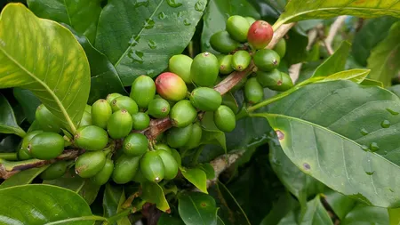Dieta cu cafea verde favorizează slabirea accelerată