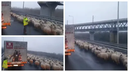 VIDEO Autostrada Soarelui A2 blocată de o turmă de oi în zona Podului de la Cernavodă