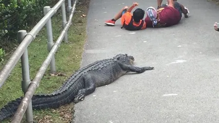 Selfie periculos! Doi turiști s-au pozat aproape de un crocodil care putea să îi sfâșie pe loc