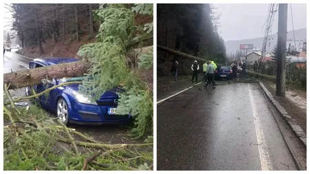 FOTO: Ninsoare și viscol în România. Mașină cu patru pasageri, zdrobită de un copac imens