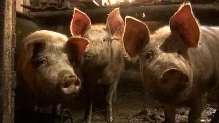 Legea Porcului ar putea ajunge la vot în Parlamentul în două - trei săptămâni. Reguli noi pentru creșterea porcilor în gospodărie: înregistrarea animalului la veterinar, tăviță cu apă și dezinfectant și încălțăminte folosită doar în coteț