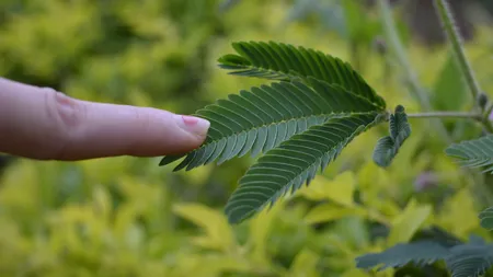 Mimosa pudica, planta tropicală care se 