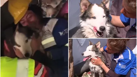 Câine husky, salvat după 23 de zile de la cutremurele care au devastat Turcia