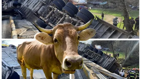 Accident teribil la ieșirea din Sighișoara. Un autocamion care transporta bovine s-a răsturnat, iar daunele sunt uirașe