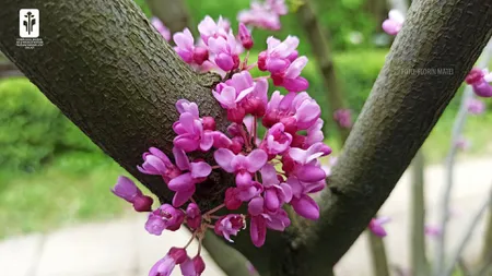 Arborele lui Iuda, copacul de care s-ar fi spânzurat după trădarea lui Iisus, a înflorit la Galaţi