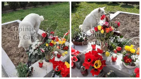 Imagini sfâșietoare după moartea unui preot din Carei! Maia, o cățelușă din rasa Akita, nu se dezlipește de mormântul stăpânului său de mai bine de un an