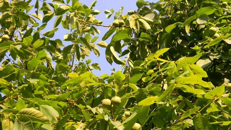 De ce nu este bine să plantezi un nuc în curtea ta. Greşeala pe care o fac mulţi români