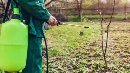 Cum se stropesc corect pomii fructiferi pentru a avea o recoltă bogată