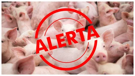 Focar de pestă porcină la o fermă de porci din Satu Mare. Peste 10.000 de porci vor fi uciși