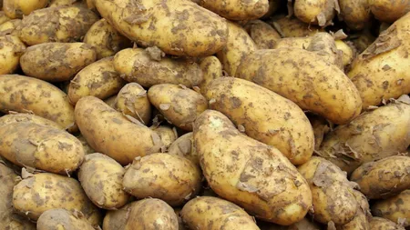 Cât costă un kilogram de cartofi noi în piață. Producția este mult mai mică, în comparație cu anii trecuți: „Nu au rezistat putregaiului umed”