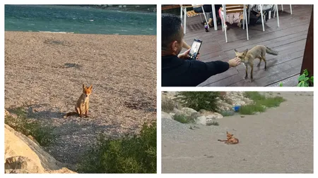 O vulpe a fost filmată în timp ce făcea plajă la Eforie Nord. La Neptun, o șireată mai îndrăzneață a mers direct la terasă: „E sezonul estival pentru oricine!”