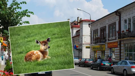 Imagini haioase în Vatra Dornei! O căprioară a ieșit la promenadă chiar în centrul orașului. Cum a reacționat animalul în fața camerelor