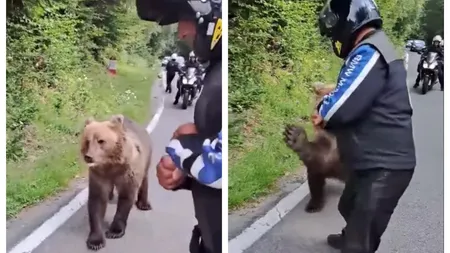 VIDEO Un turist străin a hrănit de aproape un urs pe Transfăgărăşan şi a fost la un pas de a-i pica în gheare animalului sălbatic