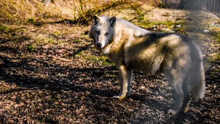 O fetiţă a fost muşcată de lup la Zoo Sibiu. 