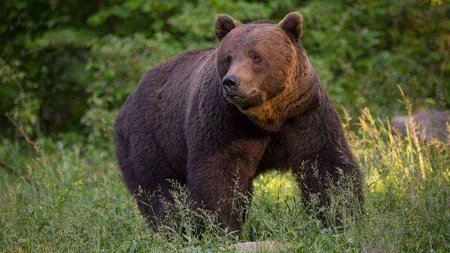 Ce să faci și ce să nu faci dacă te întâlnești cu ursul prin pădure. Măsurile de siguranță care îți pot salva viața