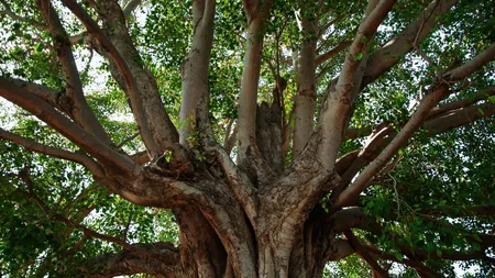 Care este arborele tău sacru în funcție de data nașterii, potrivit astrologiei celtice