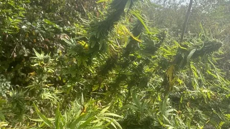 Cultură de cannabis descoperită de DIICOT la Termocentrala Rovinari. Plantele erau crescute în ghivece, chiar sub benzile de transport cărbune