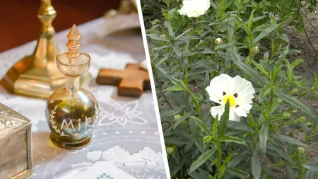 Planta rară care este folosită la prepararea sfântului mir a fost aclimatizată la Buzău. Va putea fi cumpărată de toți românii