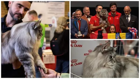 Elros, un motan din rasa Maine Coon, crescut în România, a câștigat titlul de World Winner 2023 la o expoziție de prestigiu din Strasbourg