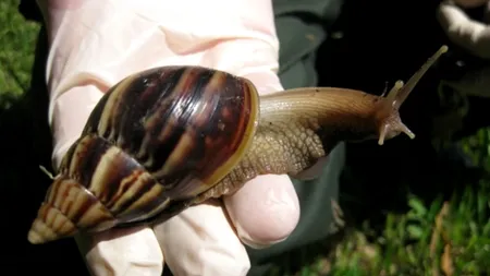 Cât de periculos este acest animal de companie. Melcul uriaș african a ajuns să fie prezent în casele tot mai multor români