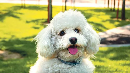 Româncă amendată cu 1.000 de lei, după ce a intrat cu bichonul într-un parc interzis animalelor. Ce au decis judecătorii în urma contestației