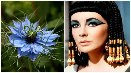 Descoperă secretul de frumusețe la care apela Cleopatra! Uleiul din planta misterioasă pentru un ten impecabil și păr strălucitor