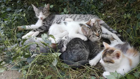 Veste bună pentru iubitorii de pisici. Proiectul de eutanasiere a felinelor fără stăpân, retras din Parlament! Inițiatorul a fost amenințat și numit ucigaș