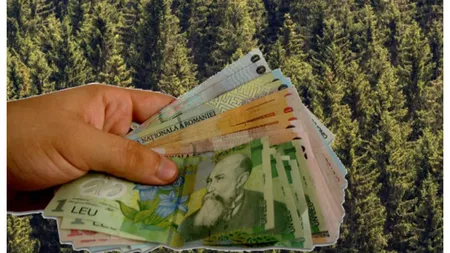 Bani de la Guvern pentru a descuraja defrişările de păduri! Cum poţi să iei 750 de lei pe hectar fără să faci nimic şi aproape 500 de euro dacă plantezi copaci