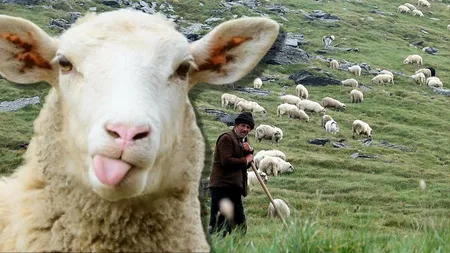 Cartelul ciobanilor scumpeşte carnea de miel. Cum s-au coalizat oierii pe grupurile de Facebook pentru a ţine preţurile sus