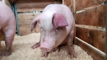 Cadavre de porci cu pestă porcină africană descoperite la marginea drumului, în Nădlac. Garda de Mediu a făcut plângere penală