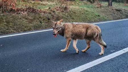 „Lup uriaș”, filmat în timp ce aleargă după un biciclist pe Drumul de Poiană. Ce spun specialiștii despre comportamentul animalului