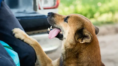 Ce înseamnă când câinele tău te atinge cu labele. Ce poate să ascundă acest gest inofensiv