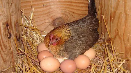 Cum ajuți găinile să facă mai multe ouă. Trucul folosit de mulți fermieri cu care nu ai cum să dai greș