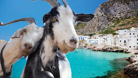 Invazie de capre într-una dintre cele mai frumoase insule din Europa. Au ajuns să fie de șase ori mai multe decât locuitorii. Municipalitatea a implementat programul „Adoptă o capră”