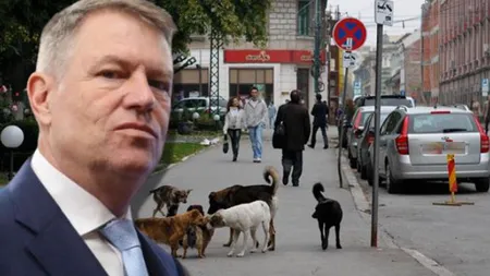 Klaus Iohannis retrimite Parlamentului, spre reexaminare, legea referitoare la gestionarea câinilor fără stăpân