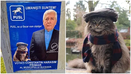 IREAL! Un candidat la Primăria Suceava a furat o poză cu o pisică de pe net și a mințit în afișul electoral că este a lui! Oscar de fapt nici nu există! Motanul e de fapt Louis și este din Germania!