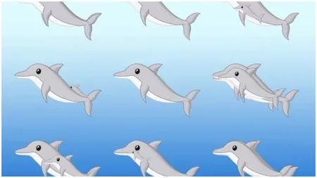 Test de iluzie optică. Descoperă câți delfini sunt în imagine