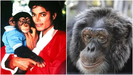 Ce mai face cimpanzeul lui Michael Jackson! Are 41 de ani și duce o viață mai bună decât unii oameni. Cum se comportă când aude muzica regelui pop
