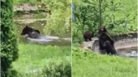 Ursoaică alături de doi pui, filmată în timp ce se scălda în piscina unui sanatoriu din Predeal. Autoritățile au intervenit
