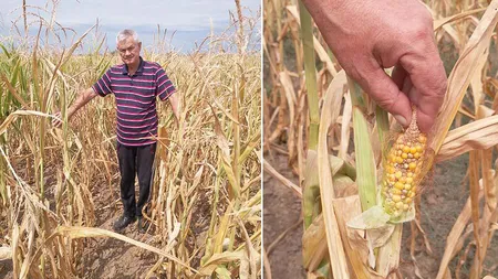Canicula și seceta au afectat culturile de cereale în România. CE a revizuit în minus randamentele la cinci culturi. S-au pierdut 10% din cantitățile de porumb