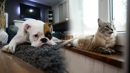Amenzile nu mai sunt suficiente! Asociaţia de locatari/proprietari poate interzice animalele de companie în bloc