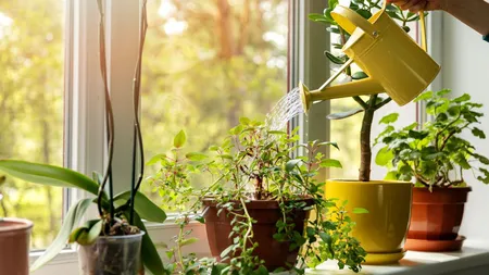 Plantele care te pot salva de caniculă în zilele toride de vară. Ce ar trebui să ai în apartament pentru a menține răcoarea