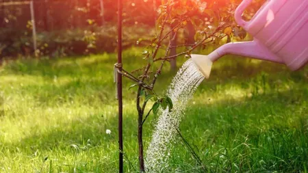 Cum să uzi corect pomii fructiferi vara pe timp de secetă. Ce să nu faci în zilele cu caniculă
